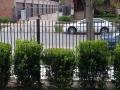 Yews and a robin
